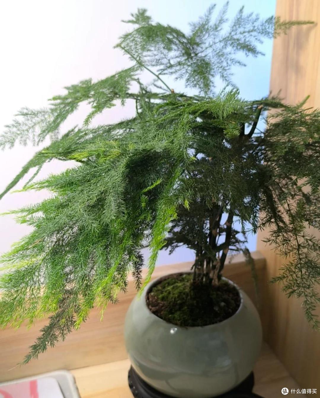 原来这10种花都是“喜阴花”,不能晒太阳,一晒就枯萎!