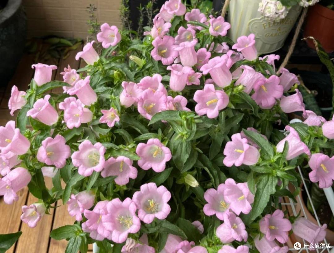 原来这10种花都是“喜阴花”,不能晒太阳,一晒就枯萎!