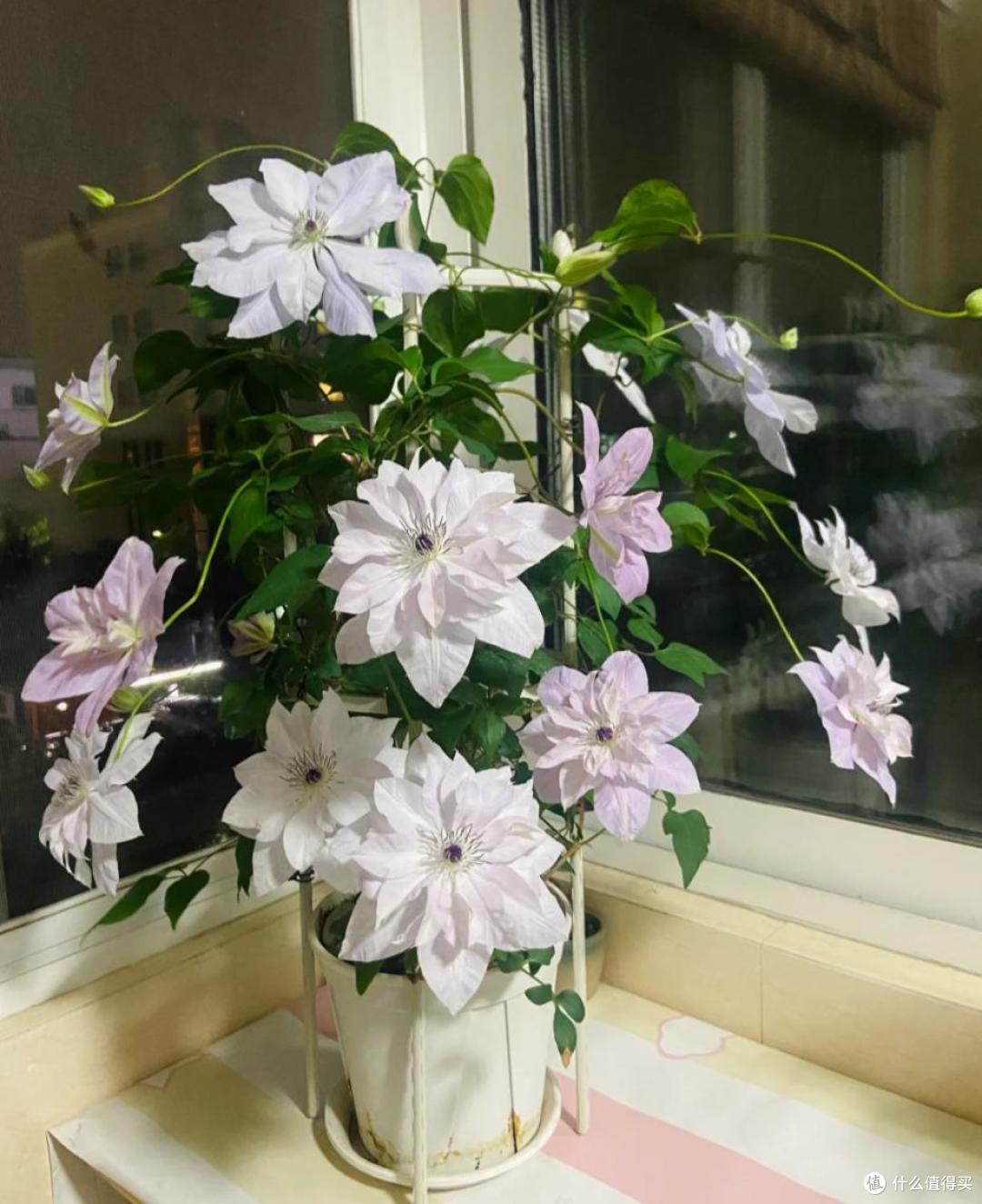 原来这10种花都是“喜阴花”,不能晒太阳,一晒就枯萎!