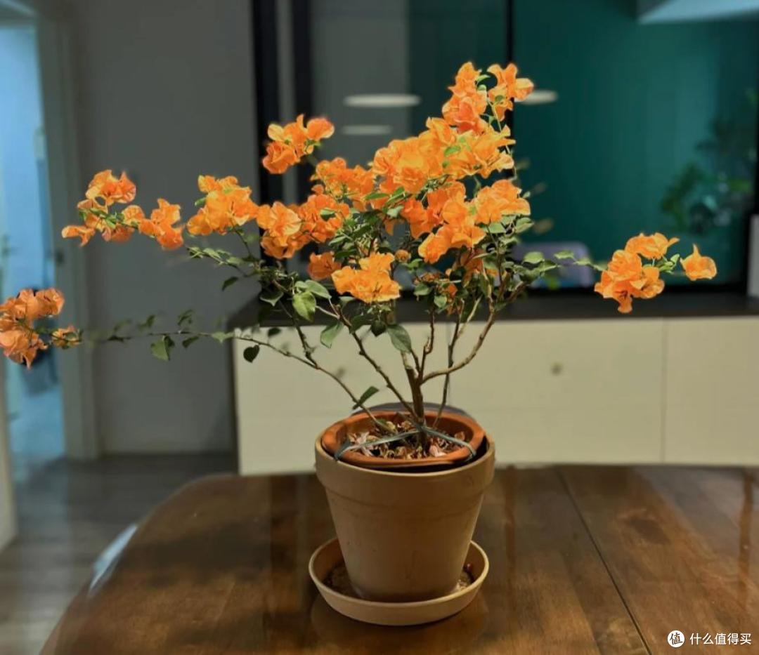 原来这10种花都是“喜阴花”,不能晒太阳,一晒就枯萎!