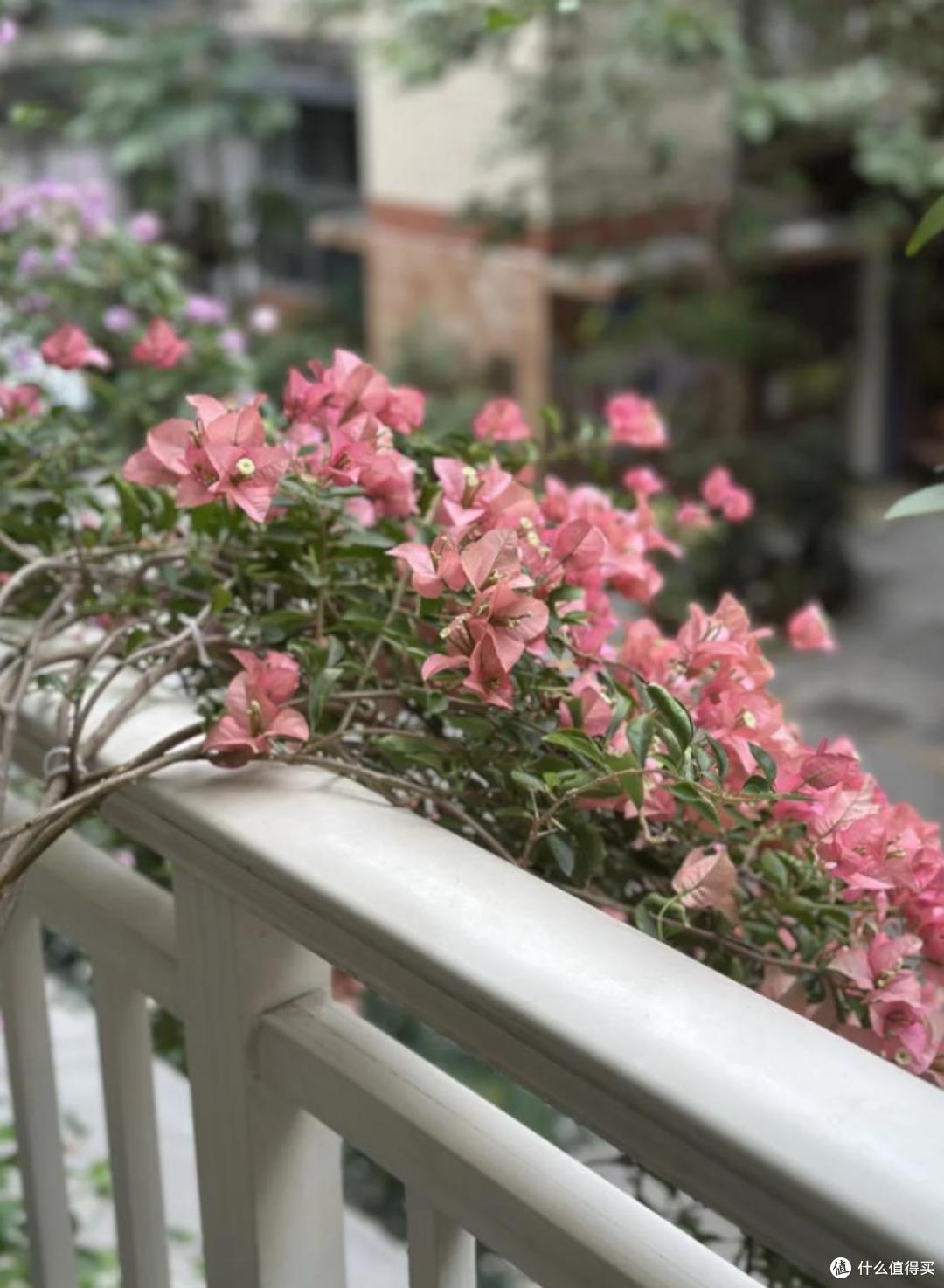 原来这10种花都是“喜阴花”,不能晒太阳,一晒就枯萎!