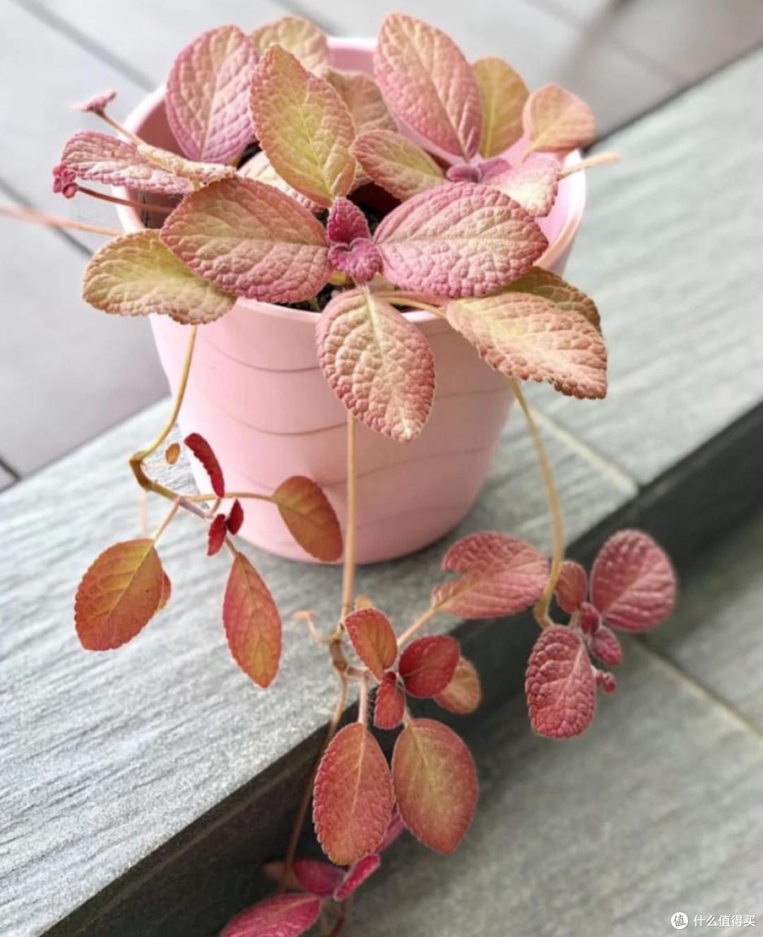 原来这10种花都是“喜阴花”,不能晒太阳,一晒就枯萎!