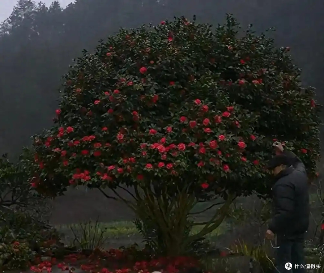 皖南一爷爷,花40年养了一棵山茶花,花开时,美如“传家宝”