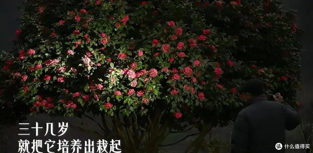 皖南一爷爷,花40年养了一棵山茶花,花开时,美如“传家宝”