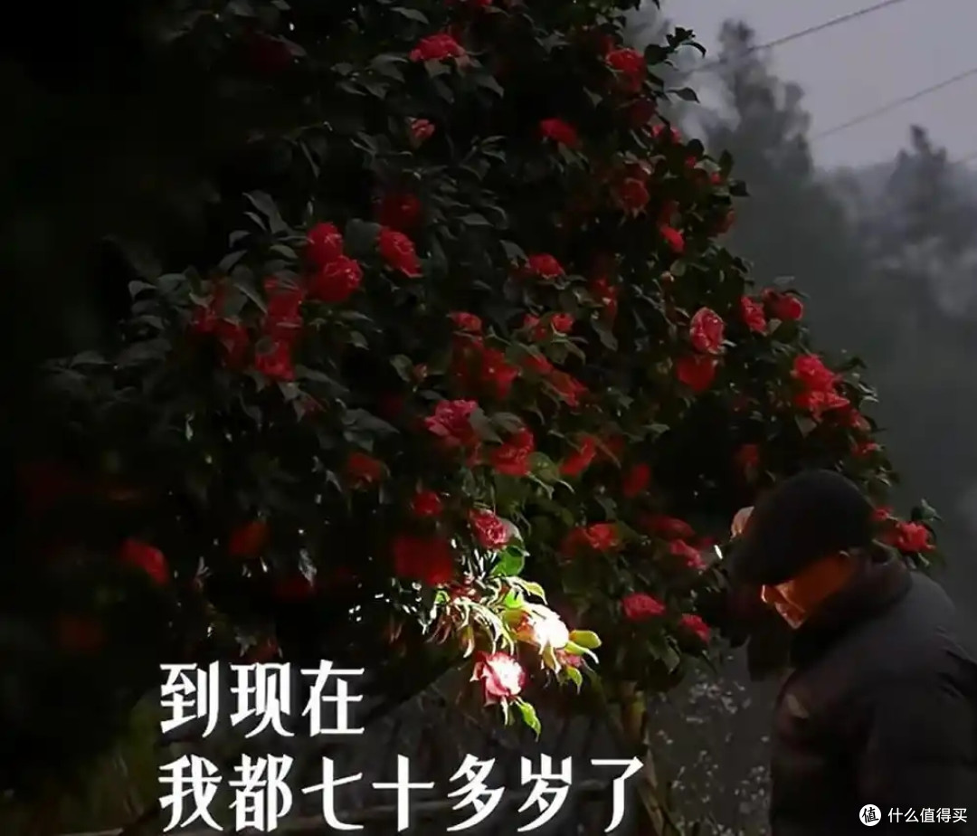 皖南一爷爷,花40年养了一棵山茶花,花开时,美如“传家宝”