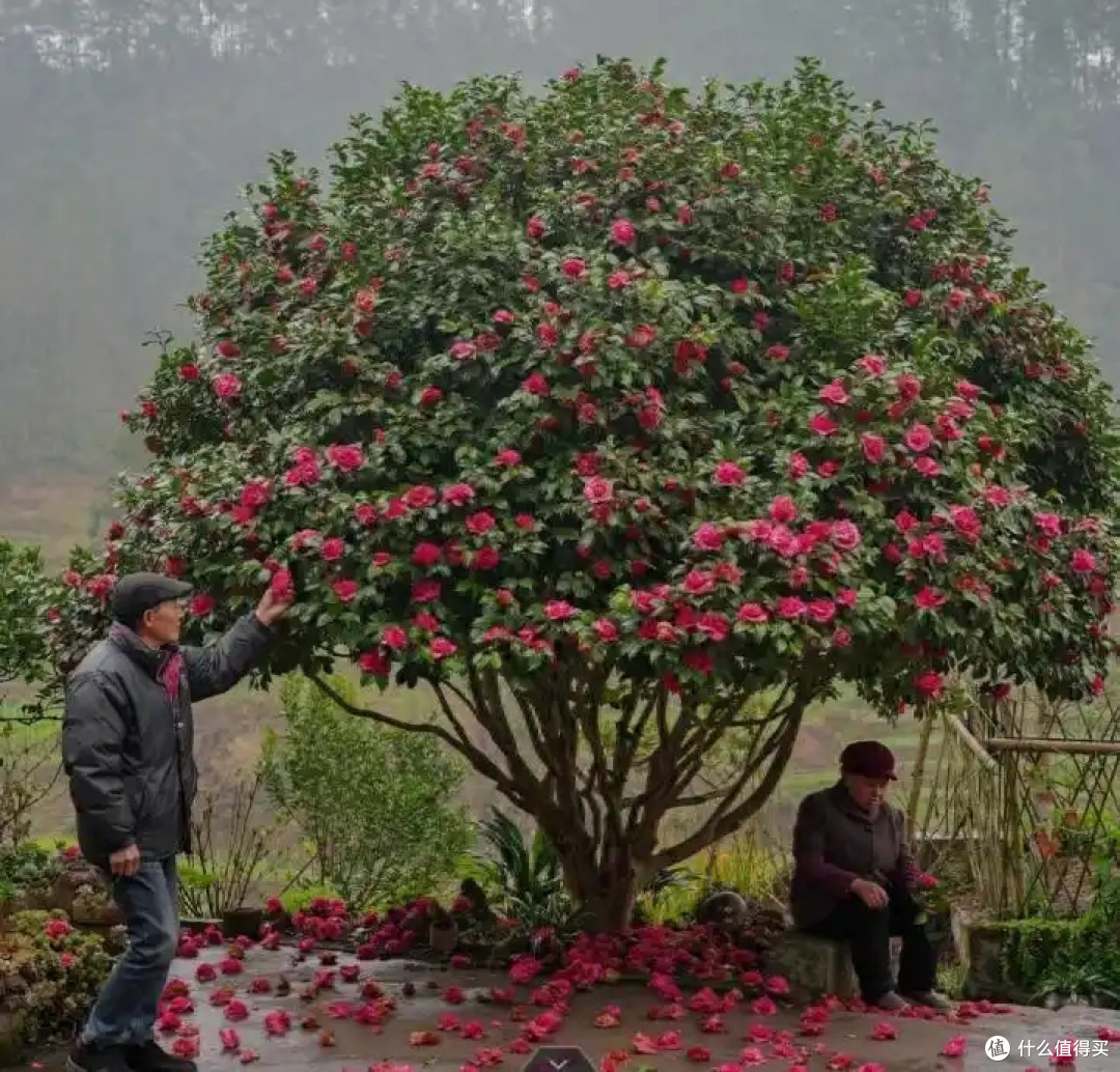 皖南一爷爷,花40年养了一棵山茶花,花开时,美如“传家宝”
