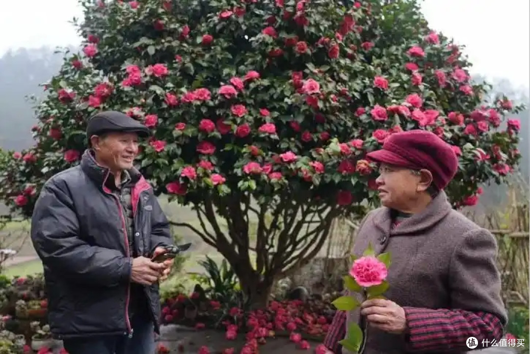 皖南一爷爷,花40年养了一棵山茶花,花开时,美如“传家宝”