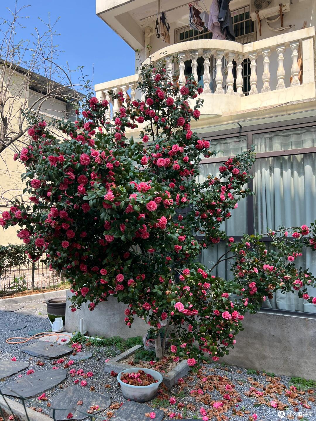 皖南一爷爷,花40年养了一棵山茶花,花开时,美如“传家宝”