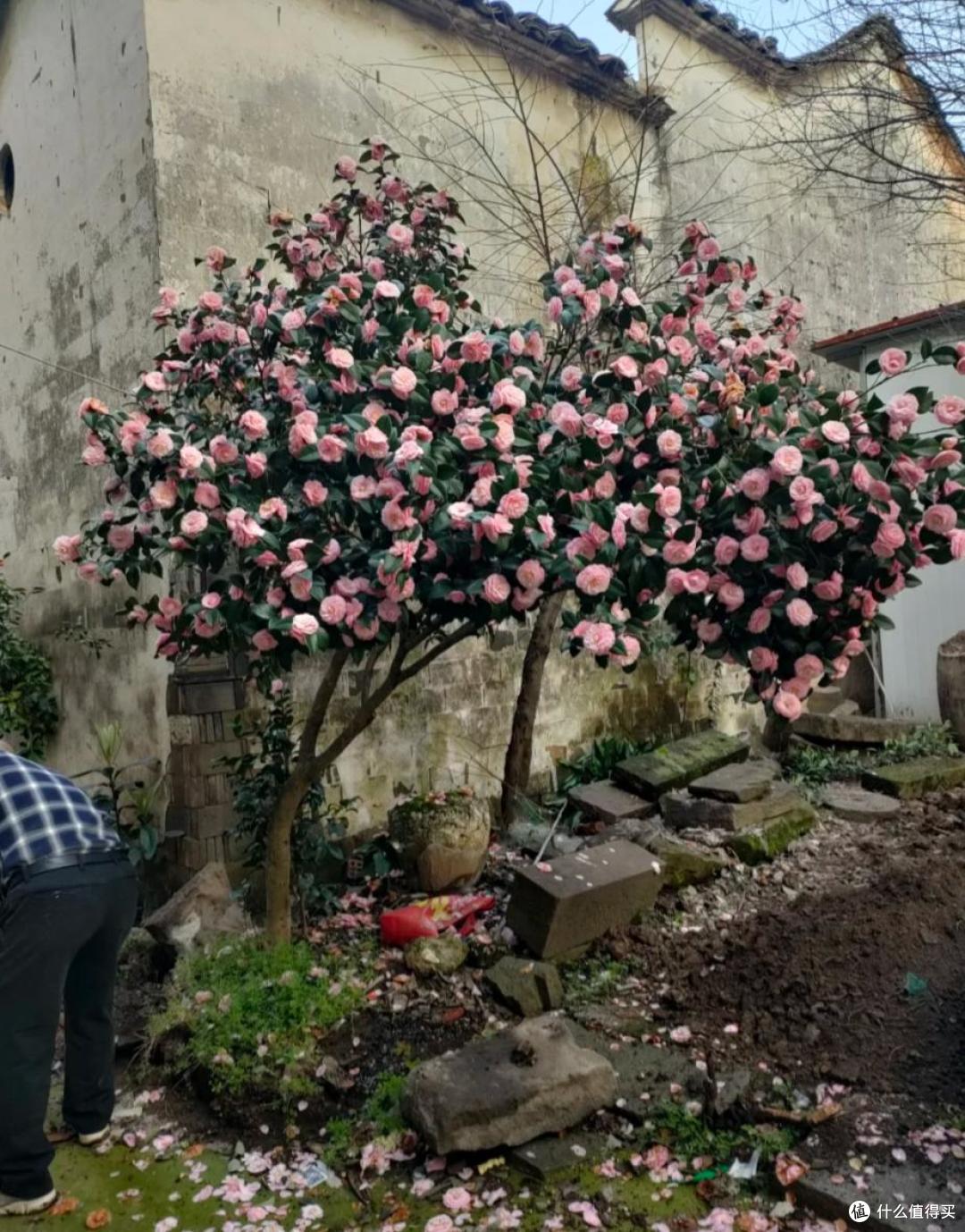 皖南一爷爷,花40年养了一棵山茶花,花开时,美如“传家宝”