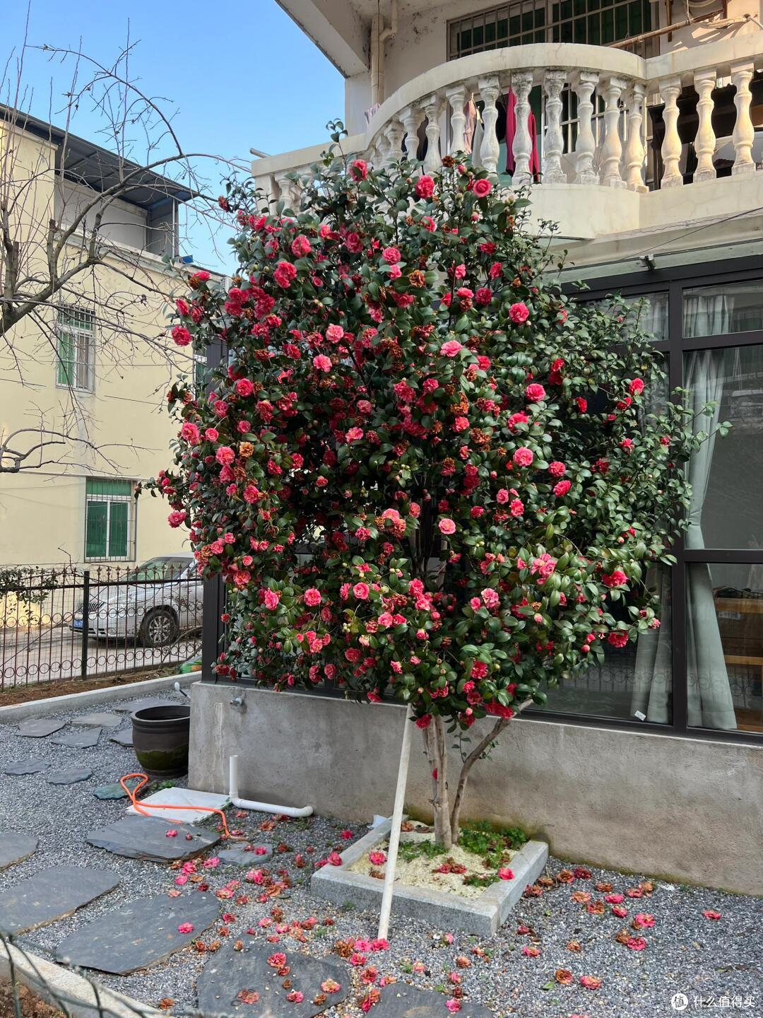 皖南一爷爷,花40年养了一棵山茶花,花开时,美如“传家宝”