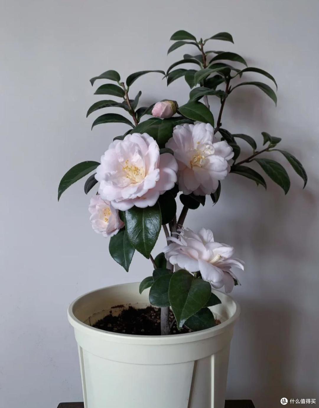 皖南一爷爷,花40年养了一棵山茶花,花开时,美如“传家宝”
