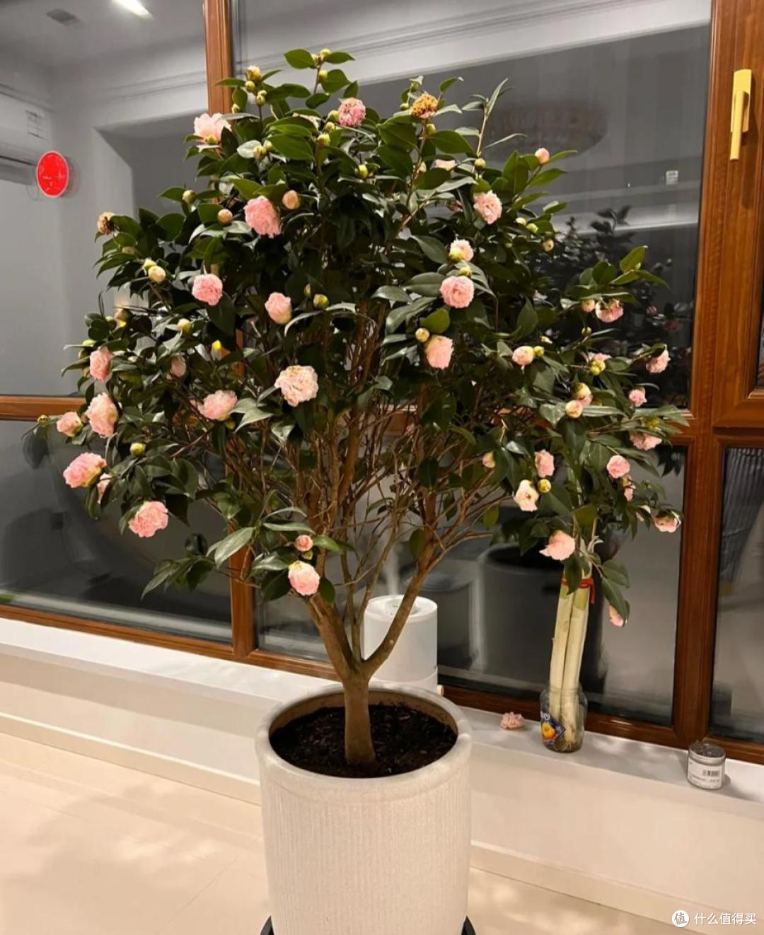 皖南一爷爷,花40年养了一棵山茶花,花开时,美如“传家宝”