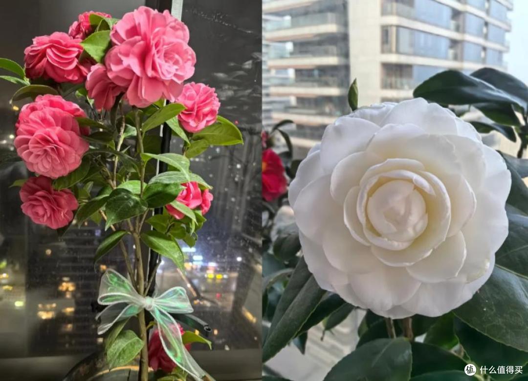 皖南一爷爷,花40年养了一棵山茶花,花开时,美如“传家宝”