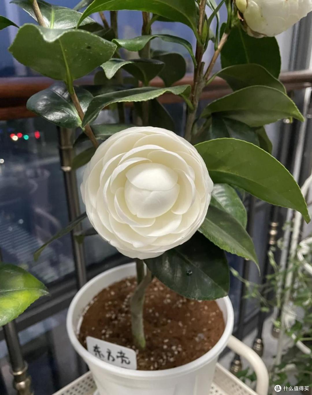 皖南一爷爷,花40年养了一棵山茶花,花开时,美如“传家宝”