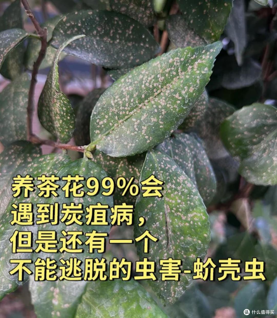 皖南一爷爷,花40年养了一棵山茶花,花开时,美如“传家宝”