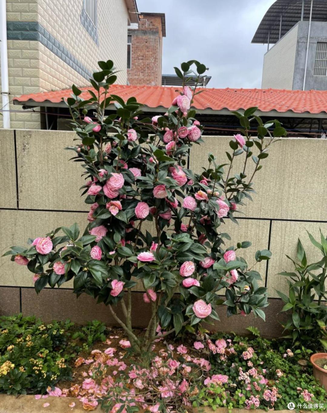 皖南一爷爷,花40年养了一棵山茶花,花开时,美如“传家宝”