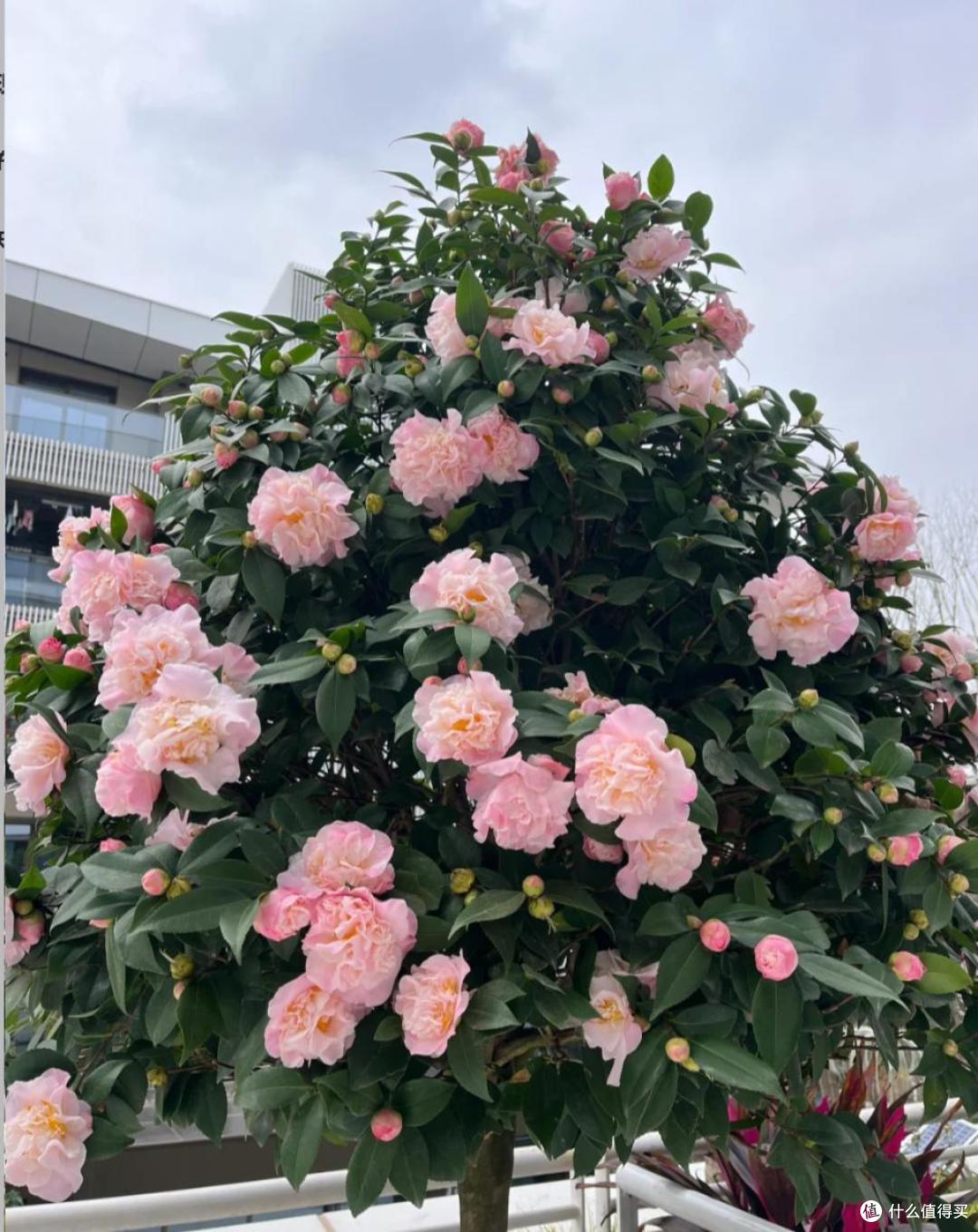 皖南一爷爷,花40年养了一棵山茶花,花开时,美如“传家宝”