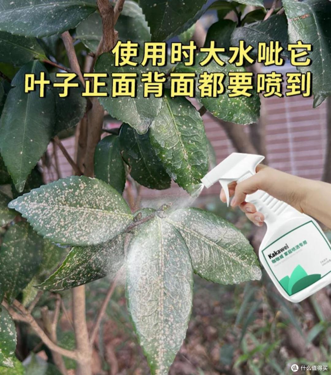 皖南一爷爷,花40年养了一棵山茶花,花开时,美如“传家宝”