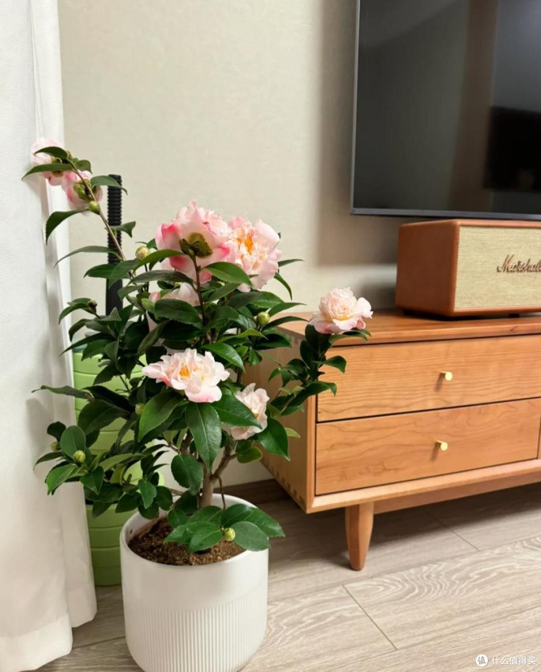 皖南一爷爷,花40年养了一棵山茶花,花开时,美如“传家宝”