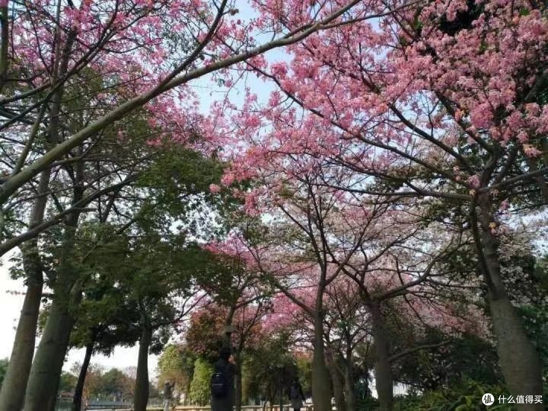 树上结的这一团团白棉花是什么?