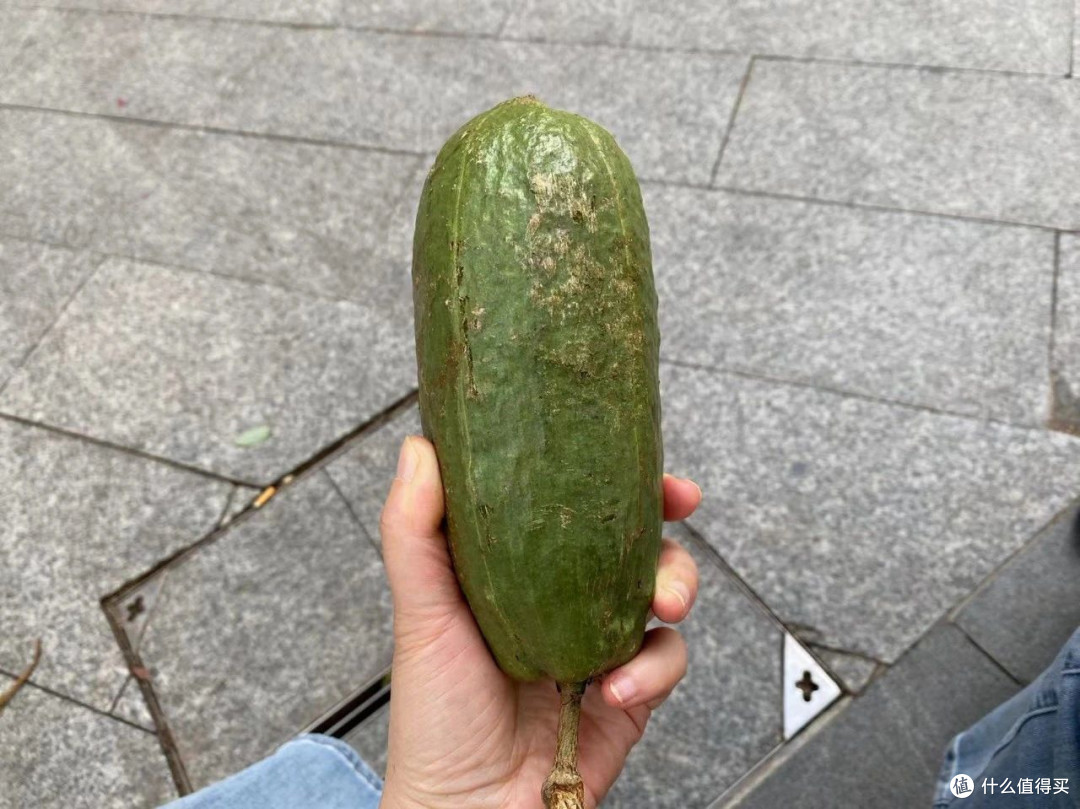 树上结的这一团团白棉花是什么?