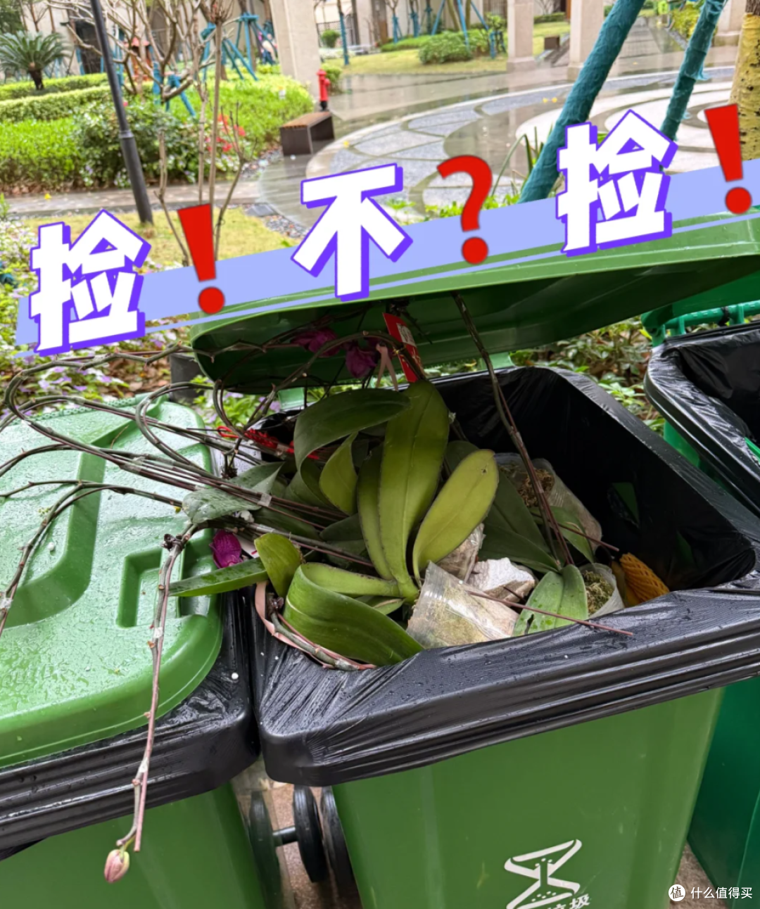 福建一姑娘的“花墙”火了,不花一分钱,却让家里变得治愈又惊艳