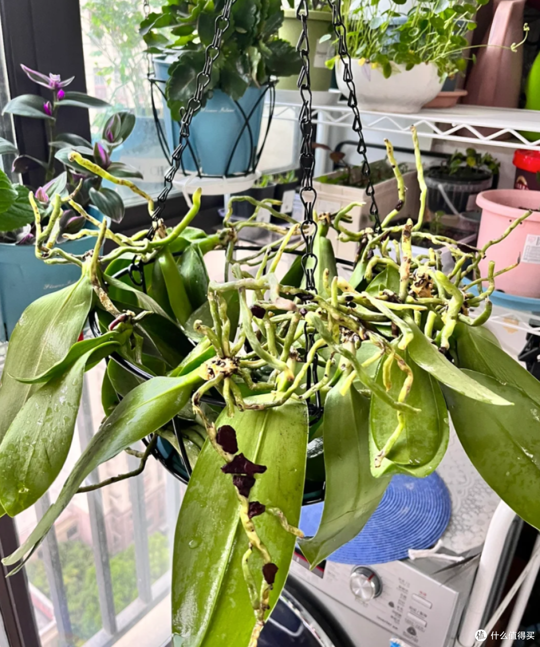 福建一姑娘的“花墙”火了,不花一分钱,却让家里变得治愈又惊艳