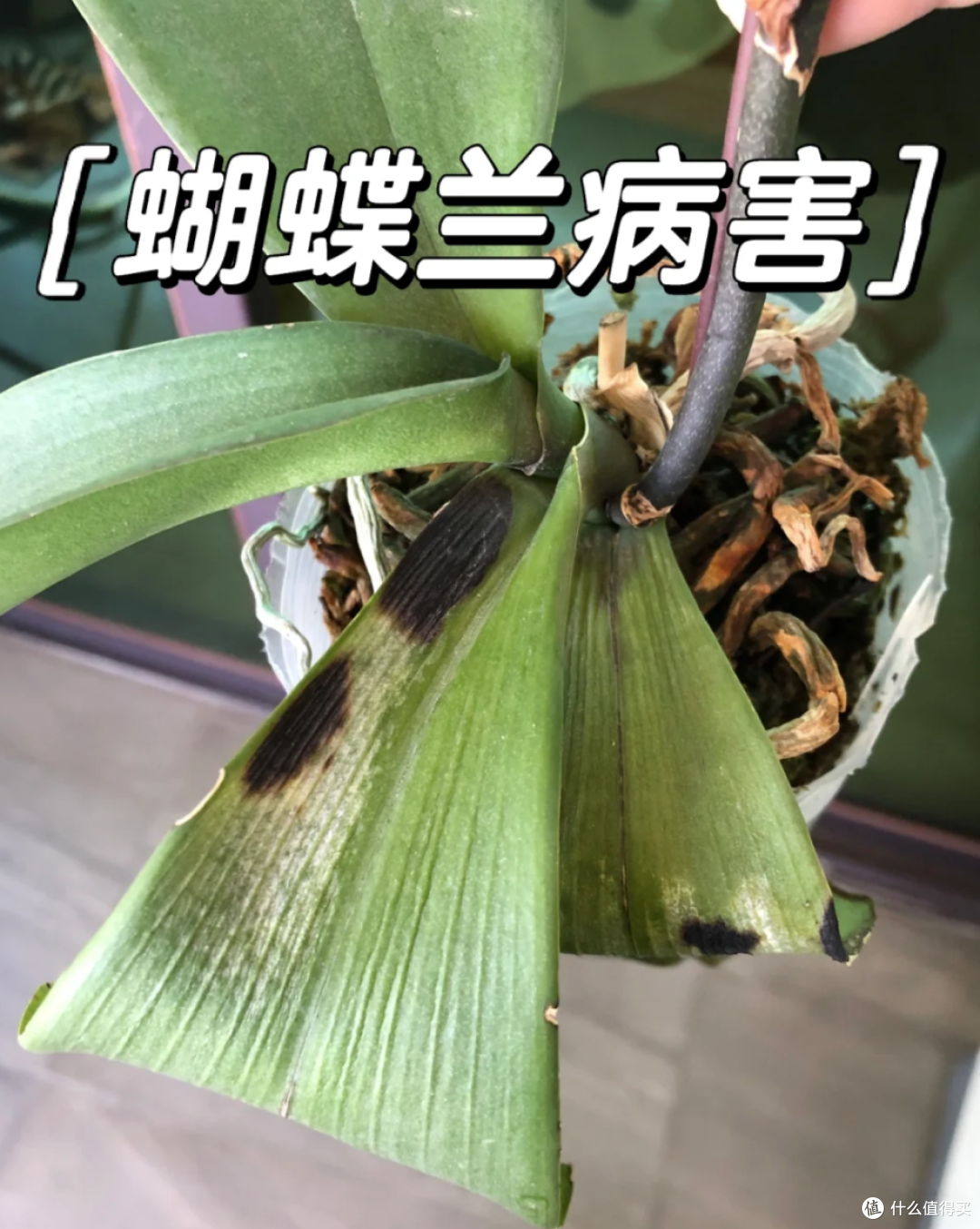 福建一姑娘的“花墙”火了,不花一分钱,却让家里变得治愈又惊艳
