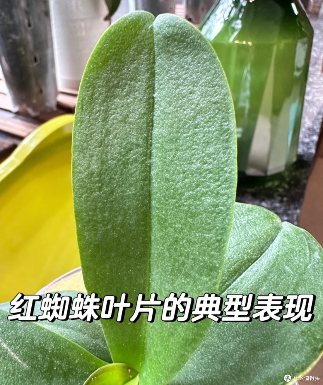 福建一姑娘的“花墙”火了,不花一分钱,却让家里变得治愈又惊艳
