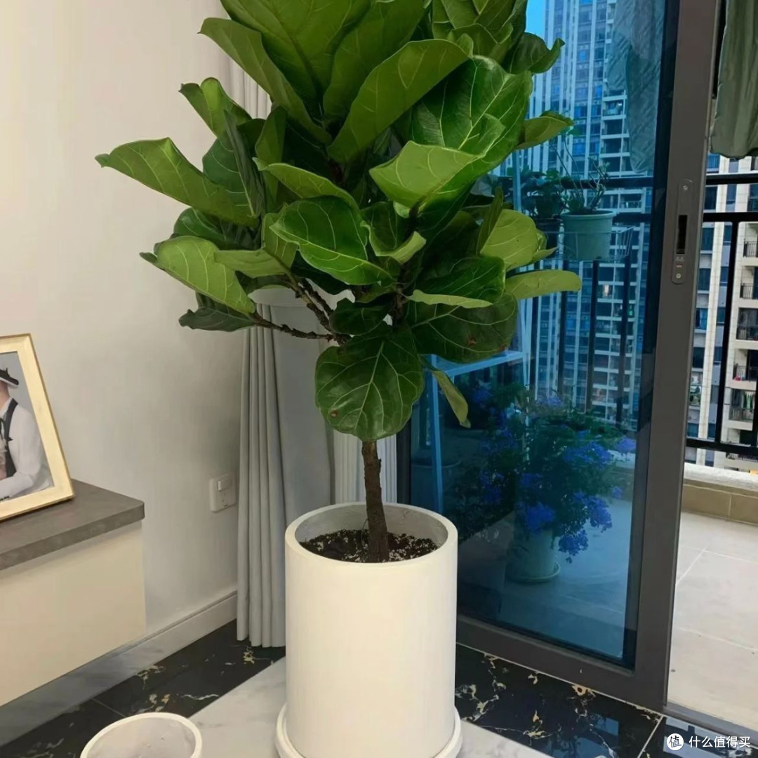 让书香与绿意共舞:我的书房绿植布置心法