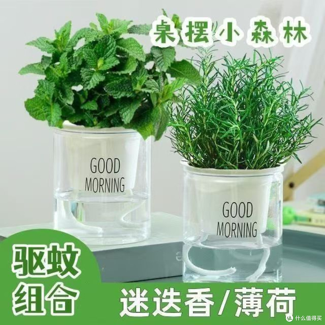 让书香与绿意共舞:我的书房绿植布置心法