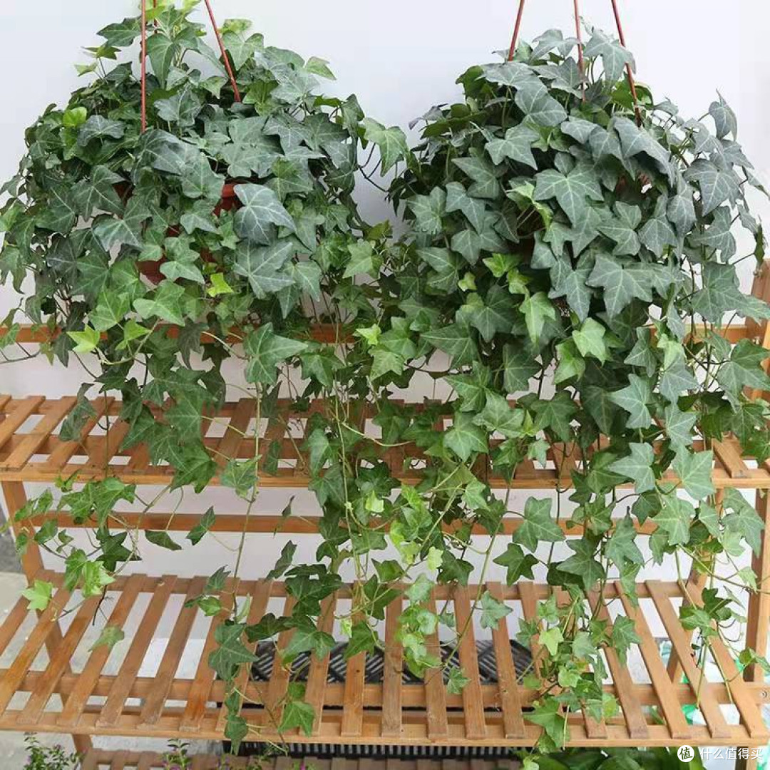 让书香与绿意共舞:我的书房绿植布置心法