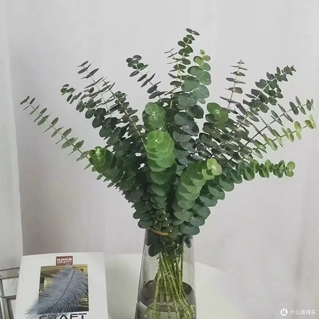 让书香与绿意共舞:我的书房绿植布置心法