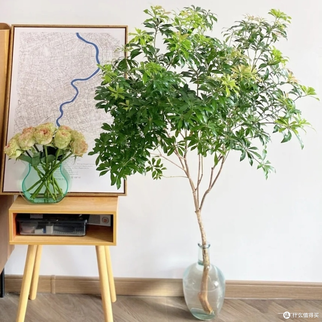 让书香与绿意共舞:我的书房绿植布置心法