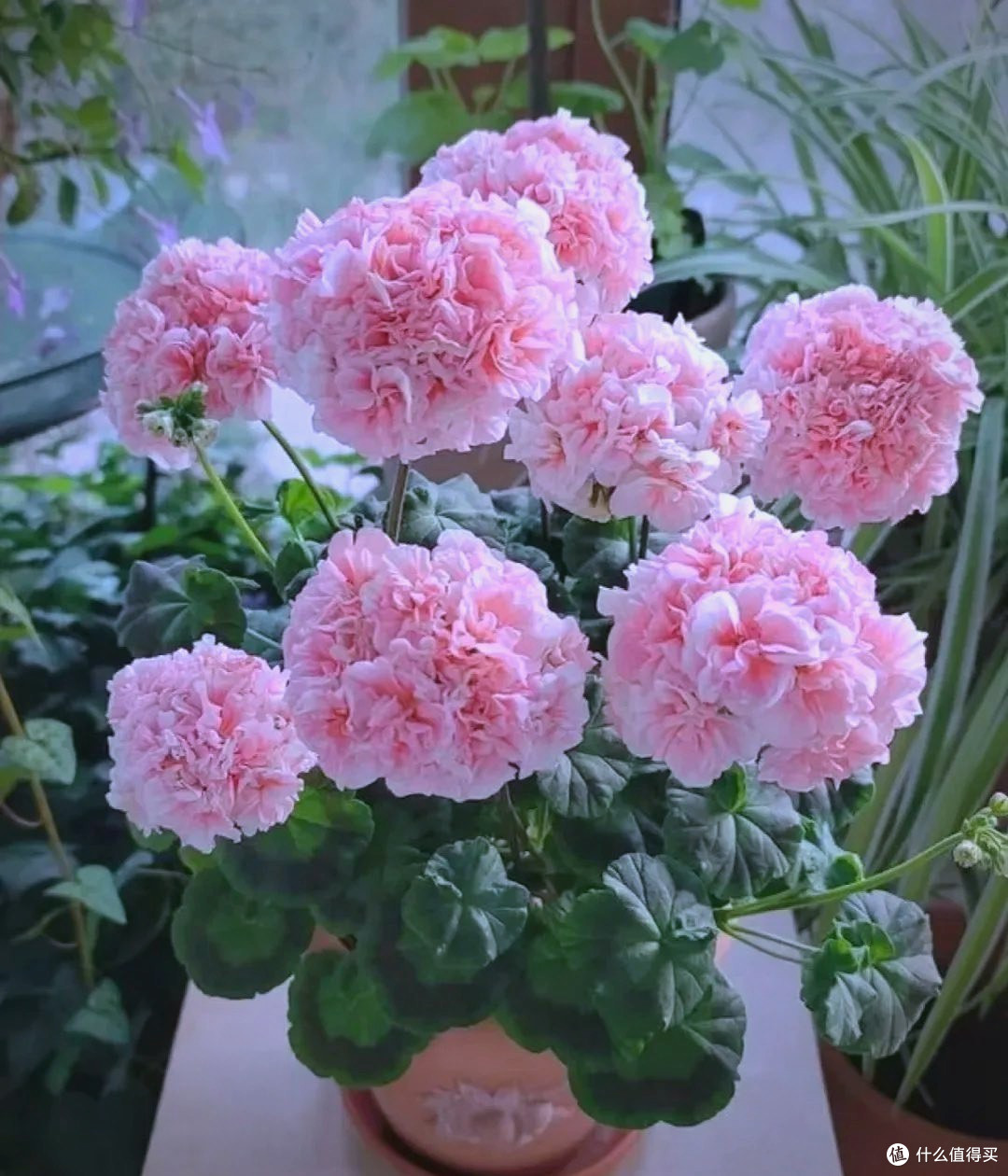 家庭驱蚊好帮手:这些植物你种了吗?