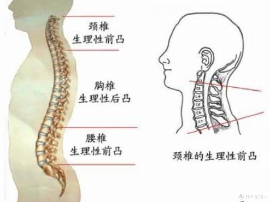 人体工学电脑椅办公椅如何选?以造梦家ZMJ-ER-005人体工学椅为例
