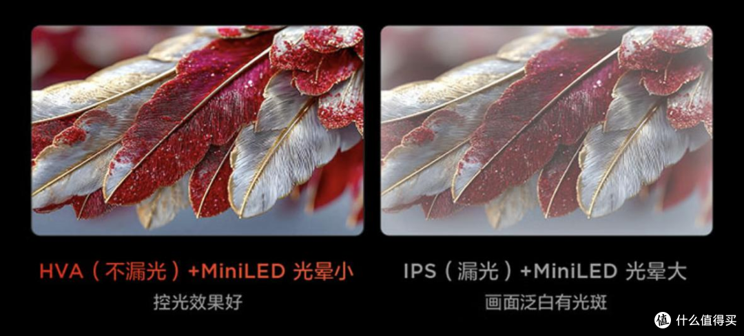 全网直播评测雷鸟鹤7 Pro 25款,115英寸电视首发打破行业底价