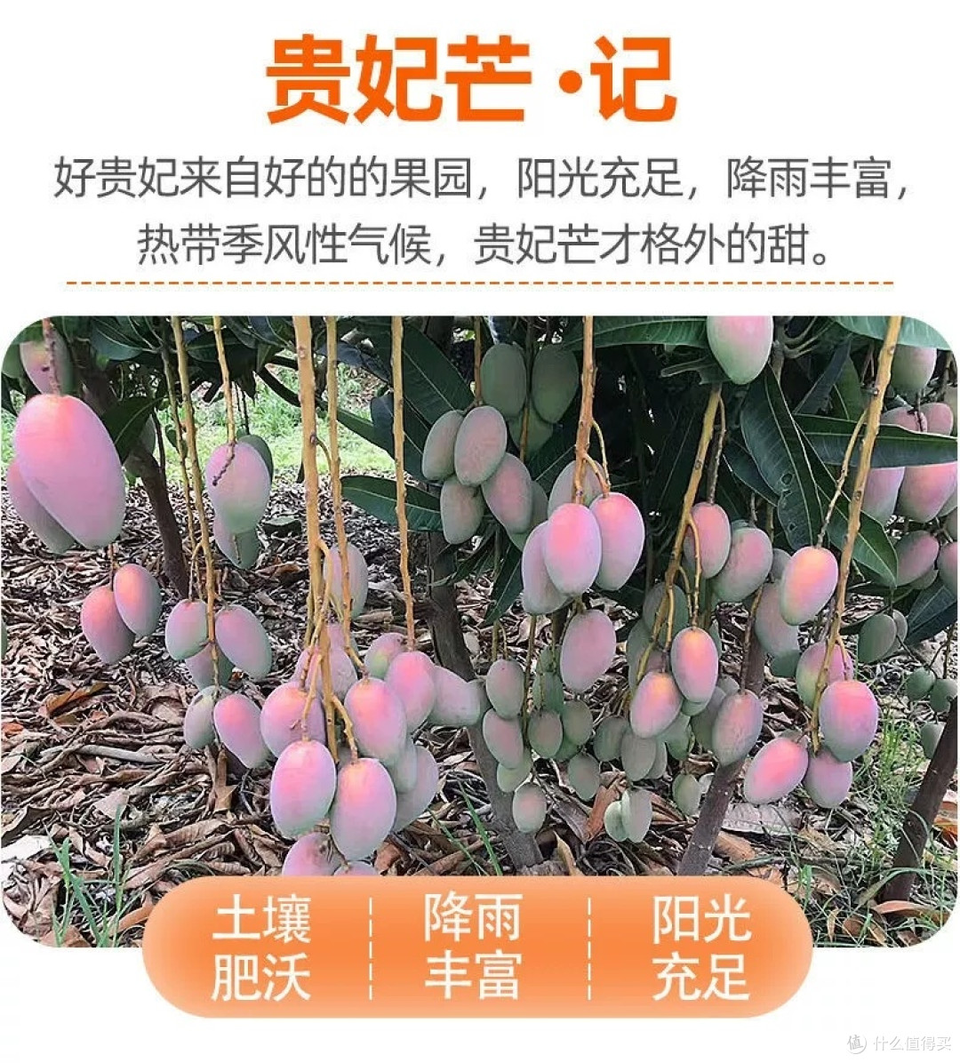 海南贵妃芒果大果应季新鲜