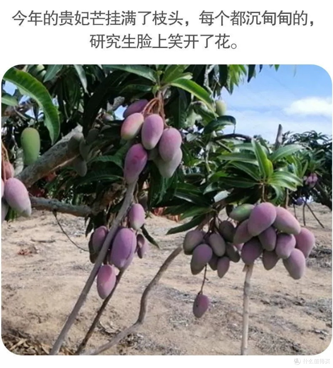 海南贵妃芒果大果应季新鲜