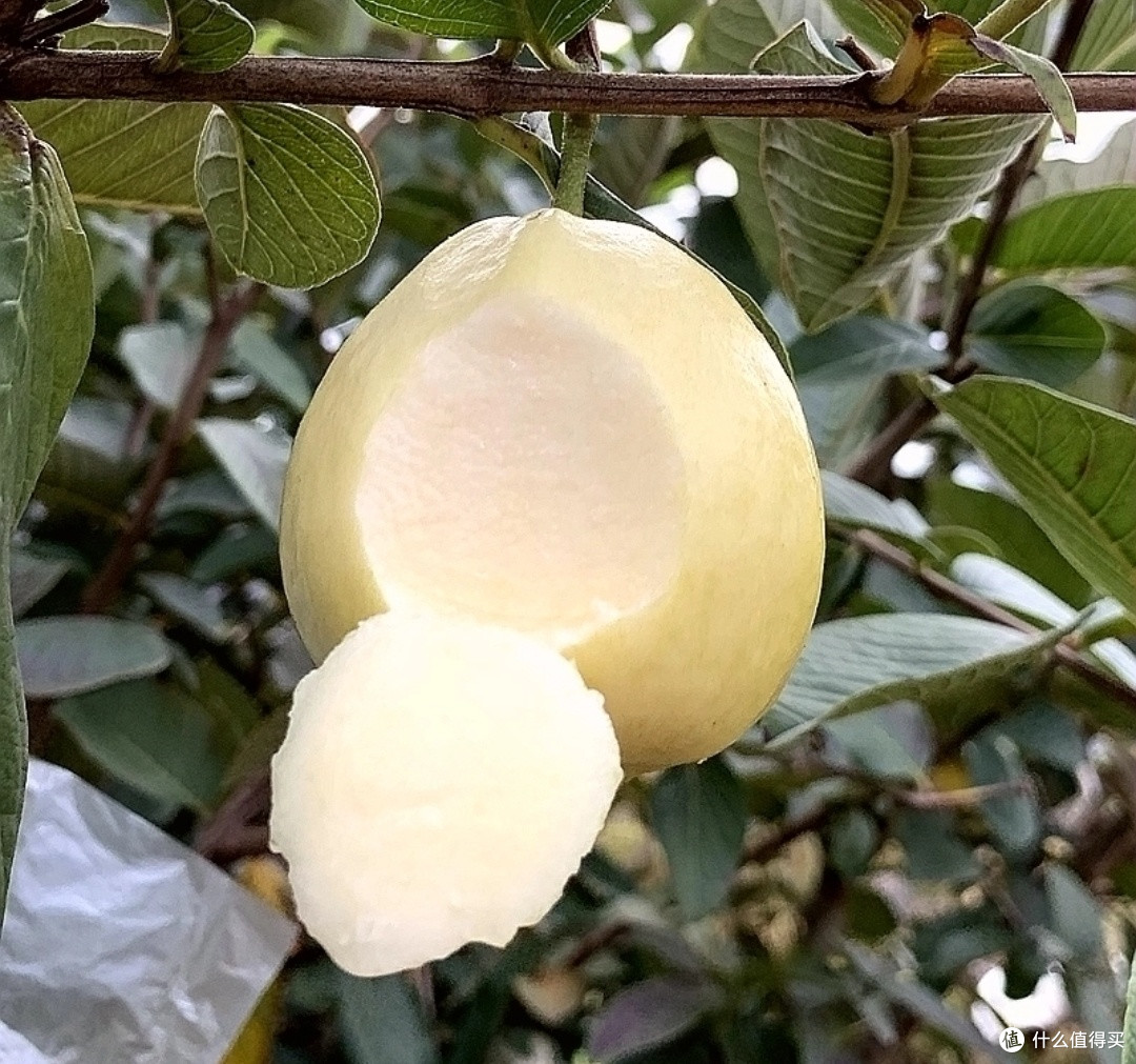 黄金奶油芭乐:水果中的温柔滋味