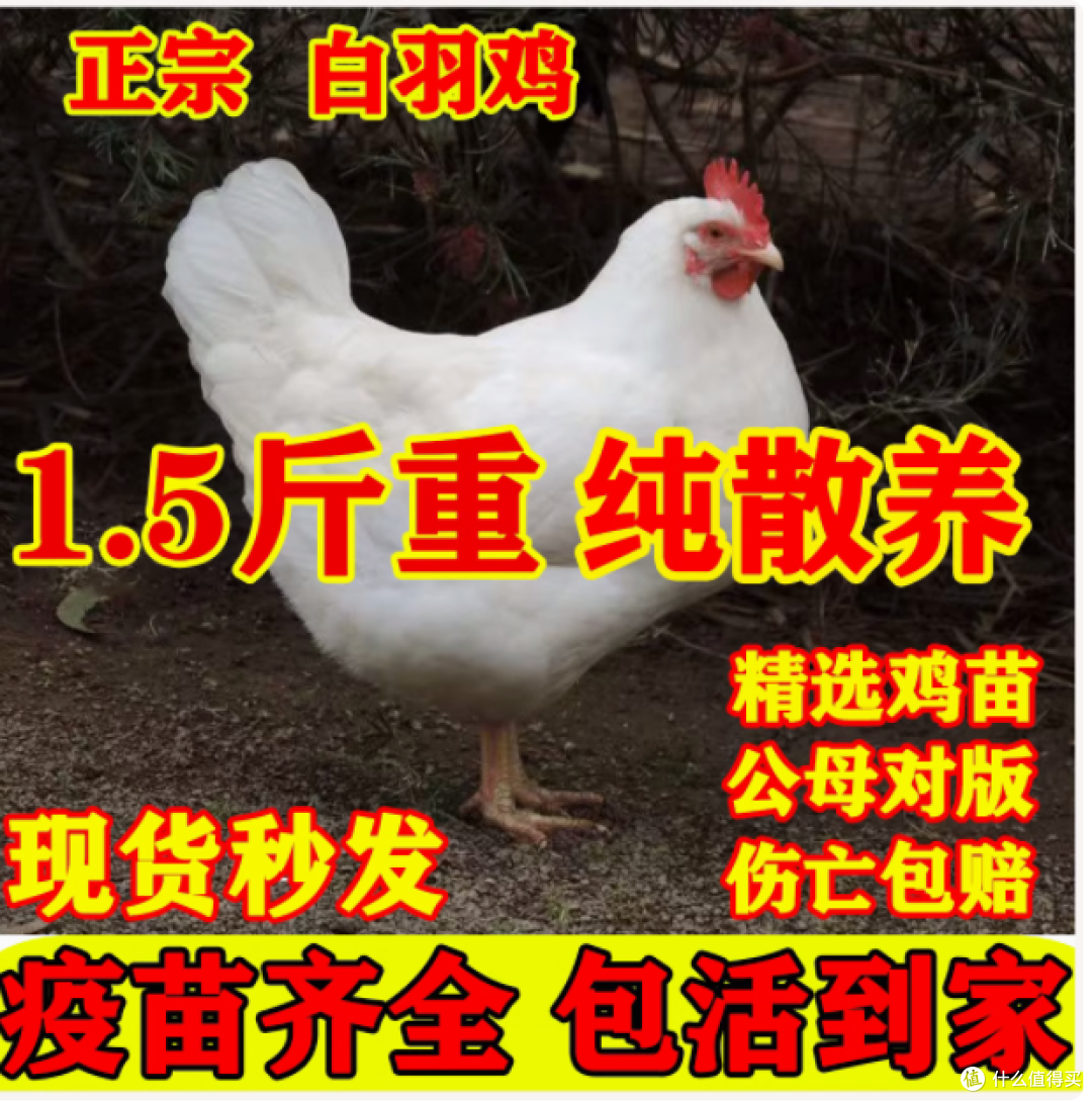 1.5 斤正宗白来航鸡活苗 —— 高产蛋的优质之选
