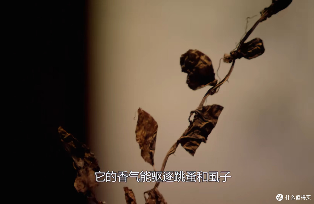 它是保天一阁藏书四百年不蛀的原因,也是书香门第书香的由来
