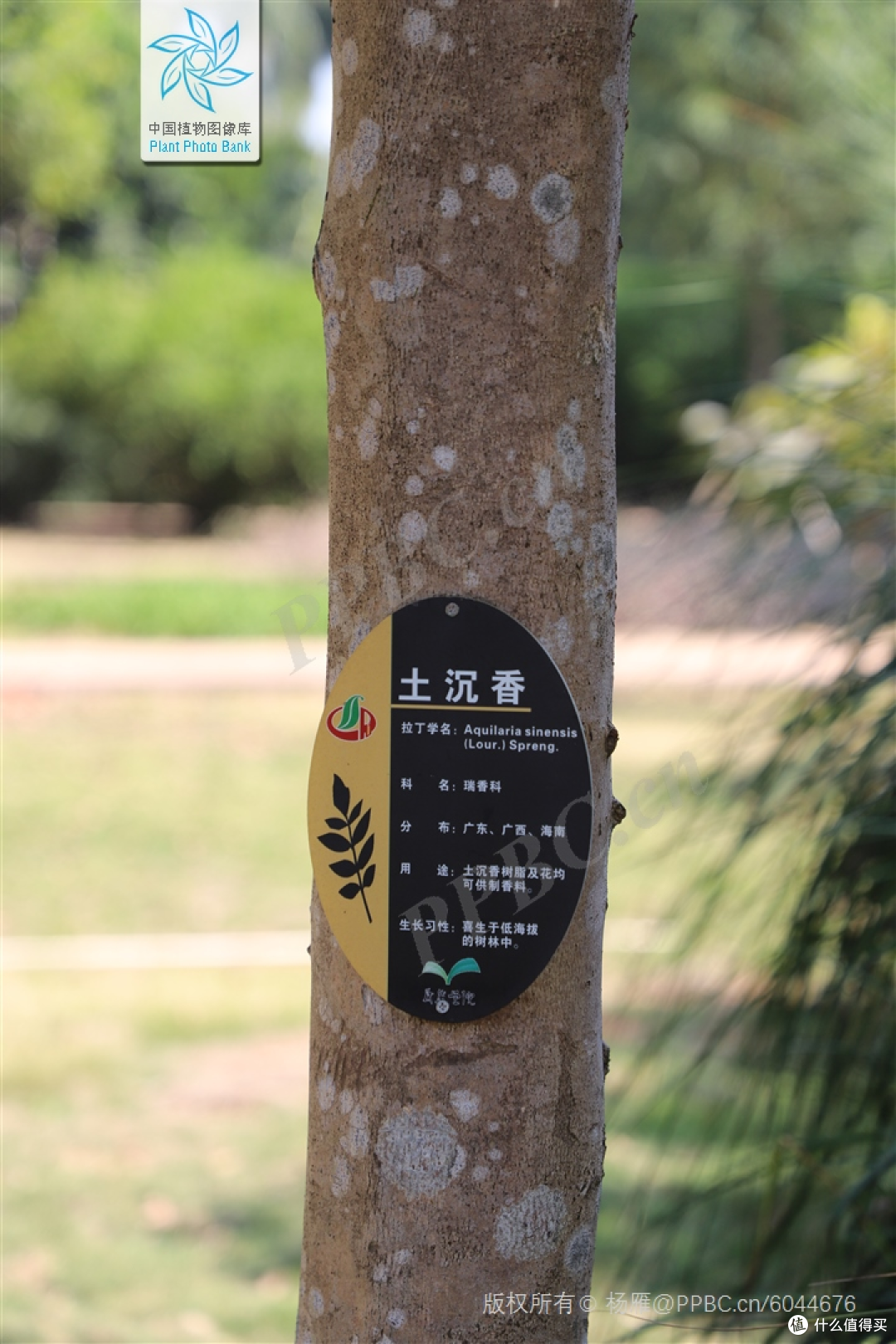 沉香集】奇楠沉香和沉香的区别_精油香薰_什么值得买