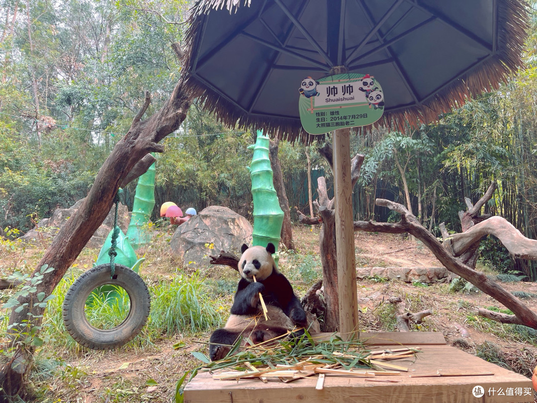 长隆野生动物园,亲子探险之旅