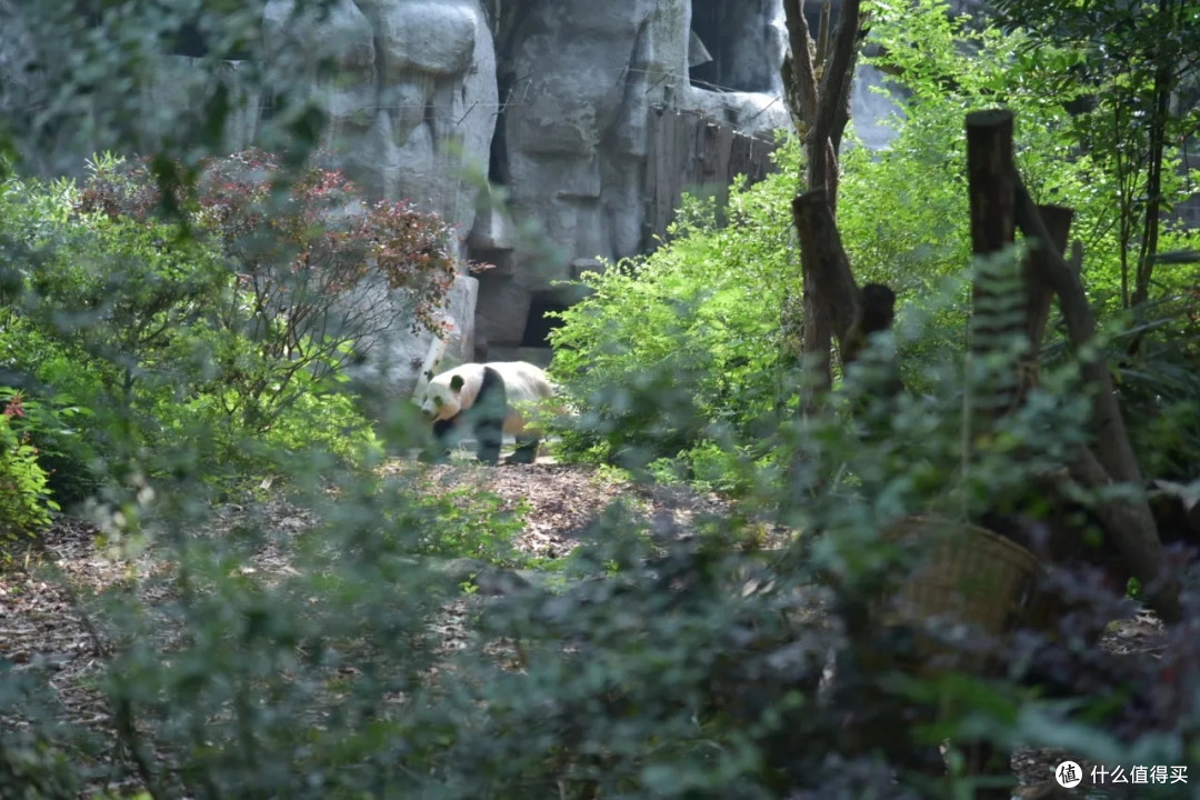 熊猫基地人肉干饭图鉴:五一版人类迷惑行为大赏
