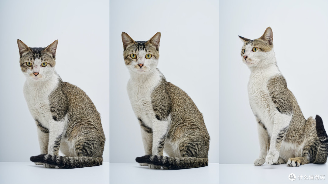 教你给猫拍写真，相机设置全解析！索尼A7M4+腾龙28200