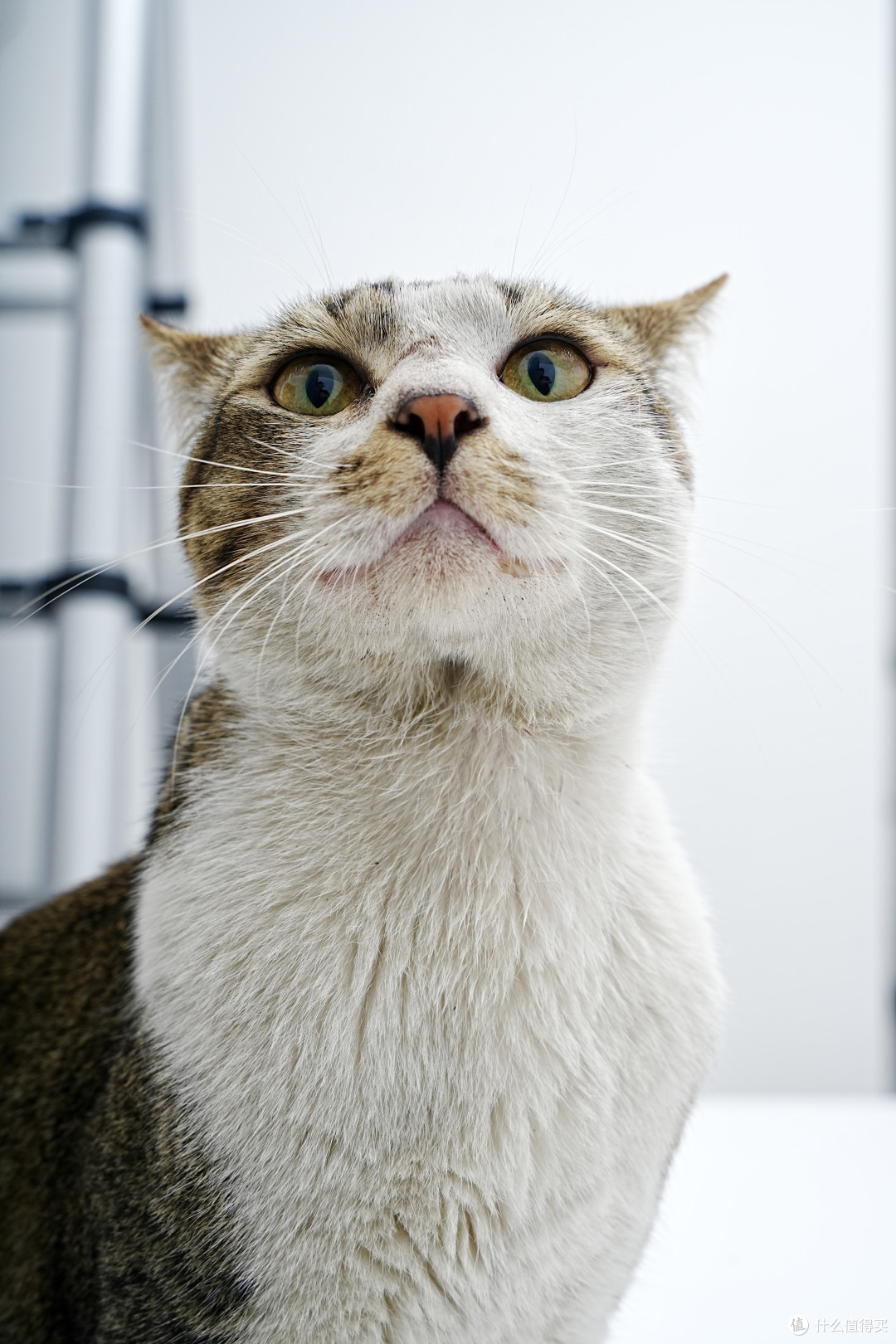 教你给猫拍写真，相机设置全解析！索尼A7M4+腾龙28200