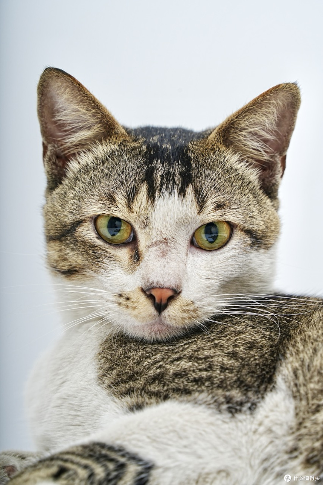 教你给猫拍写真，相机设置全解析！索尼A7M4+腾龙28200