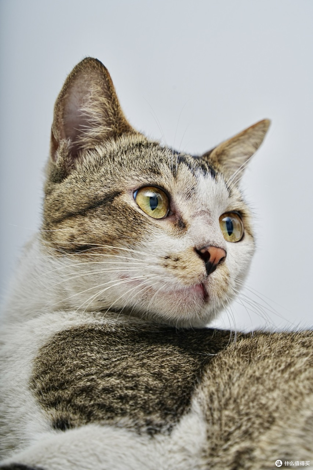 教你给猫拍写真，相机设置全解析！索尼A7M4+腾龙28200