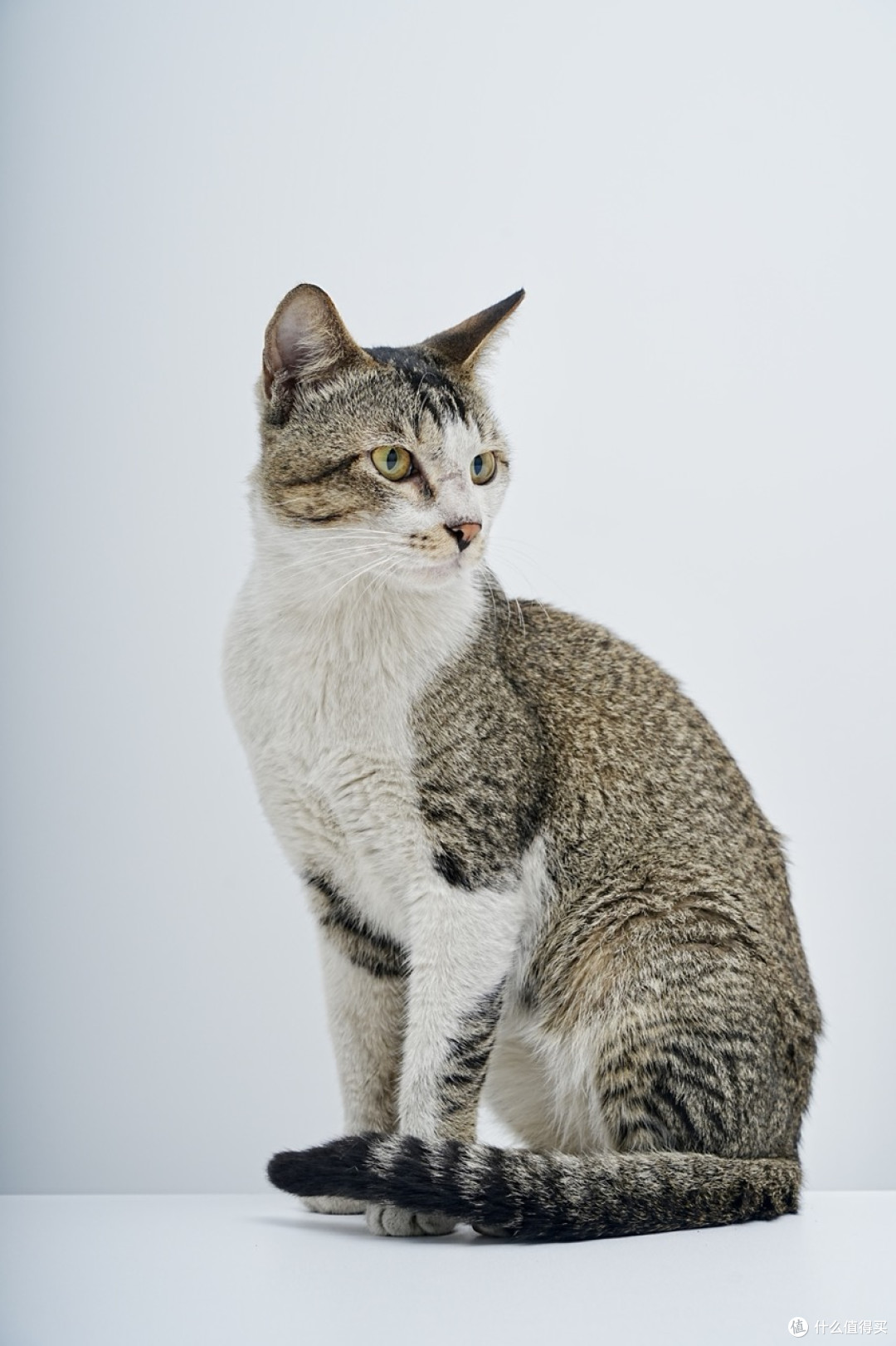 教你给猫拍写真，相机设置全解析！索尼A7M4+腾龙28200